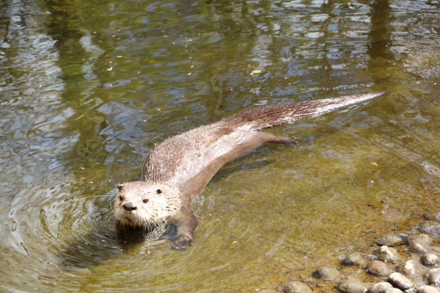 North American Otter at Buckfast Butterfly Farm and Dartmoor Otter Sanctuary