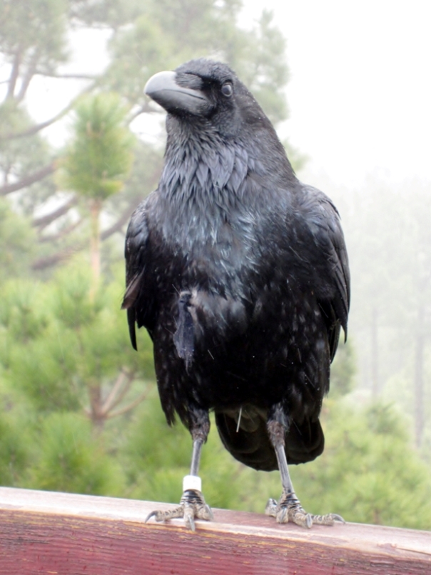 Raven, Mirador de la Cumbrecita, La Palma, Canary Islands